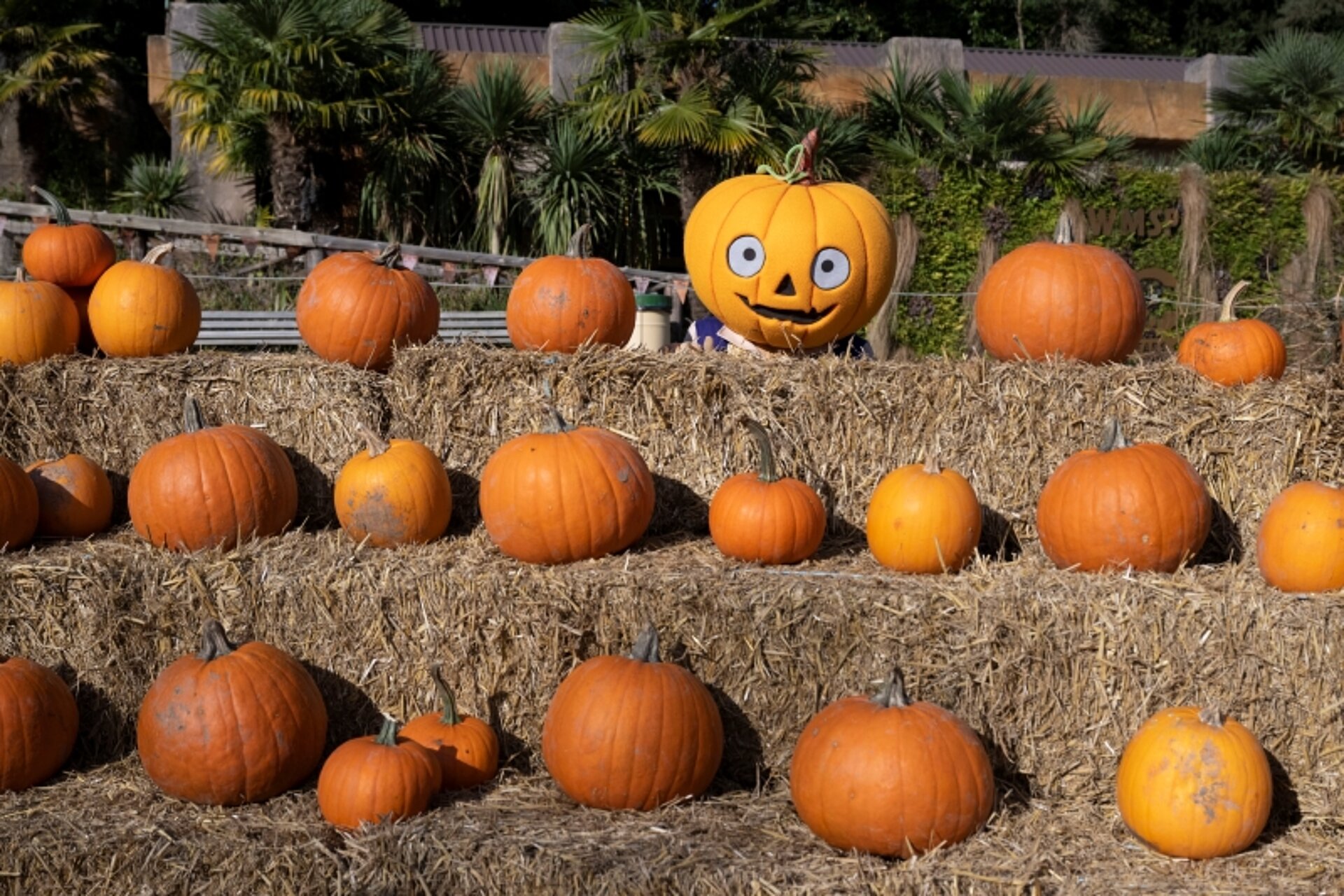 ALL INCLUSIVE West Midland Safari Park Spooky Spectacular