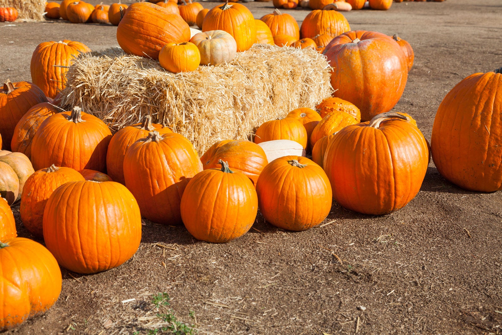 Pumpkin Picking at Malpas with a visit to Cheshire Ice Cream Farm 