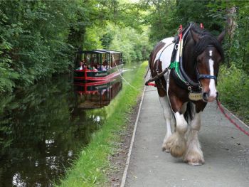 Llangollen Horse Drawn Boat Trip