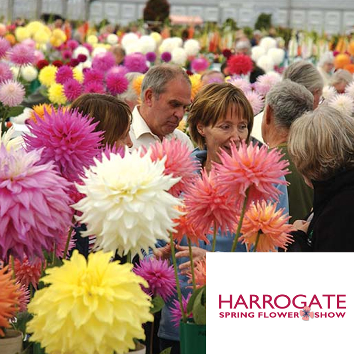Harrogate Spring Flower Show