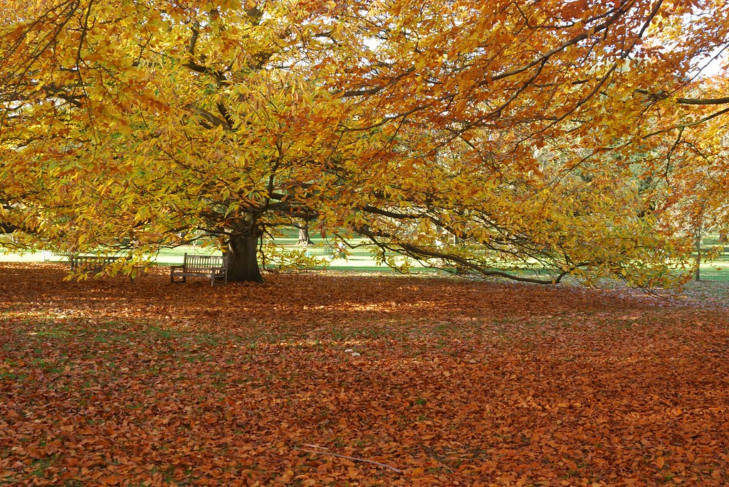 Autumn Gold at Kew
