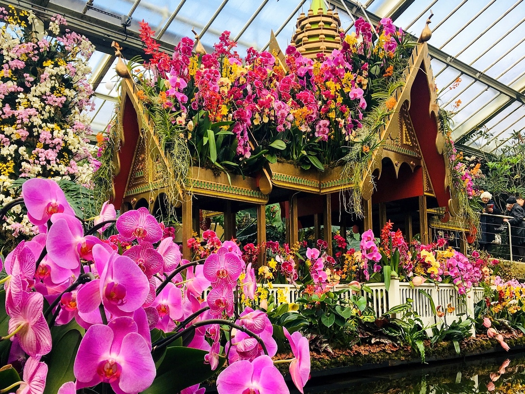 Kew Gardens Iconic Orchid Festival