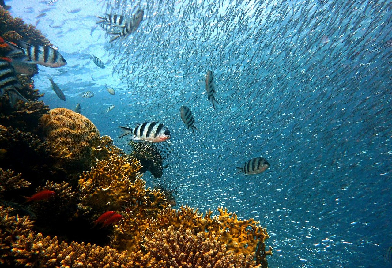 London SEA LIFE Aquarium &  Madame Tussauds 