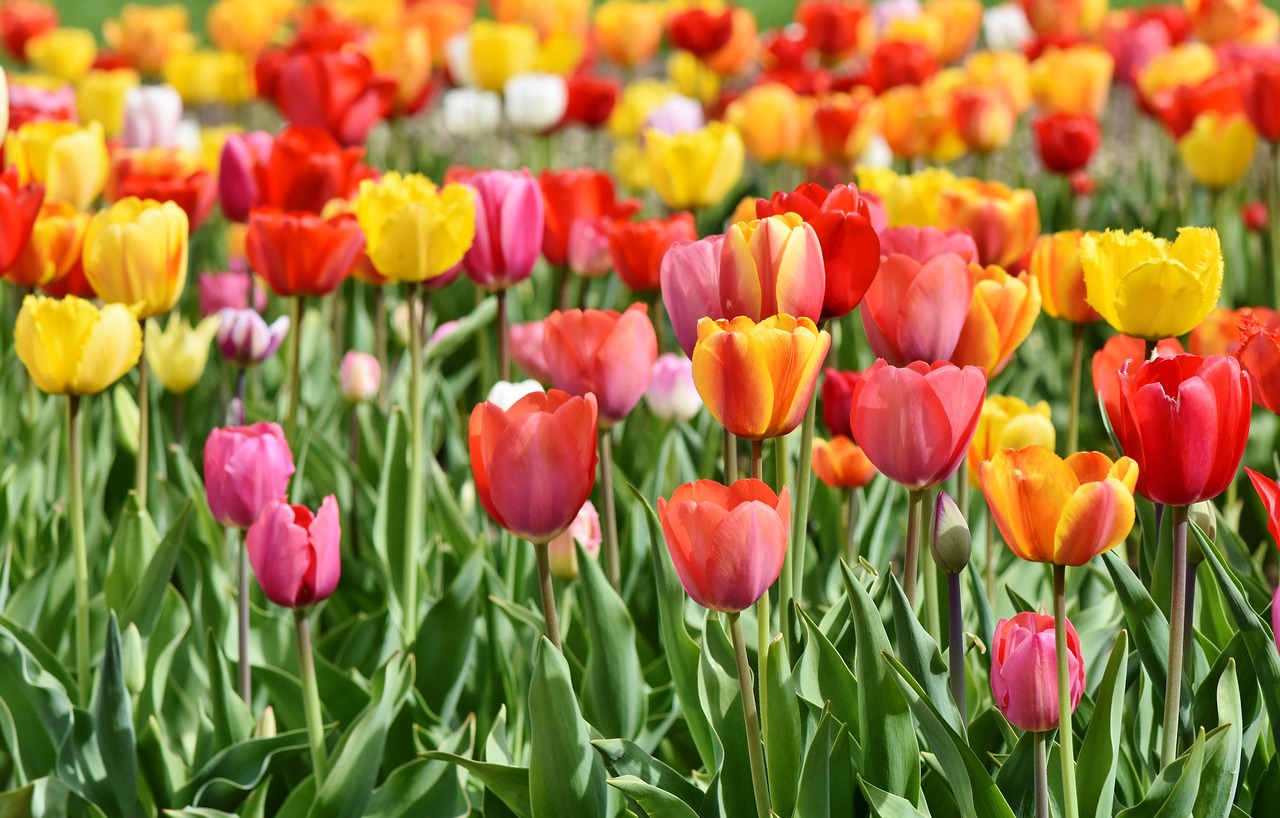 Tulipmania Hampton Court Tulip Festival  